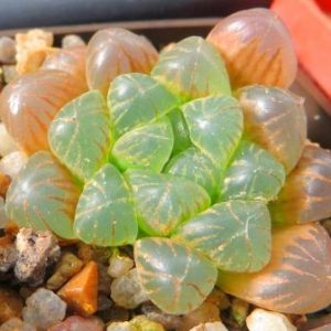 haworthia cooperi var. truncata