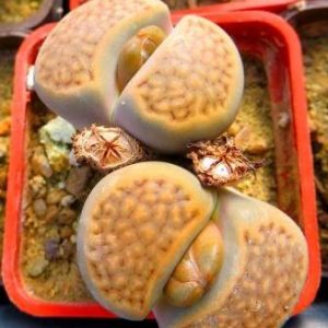 1605 MG  Lithops hallii (C176)