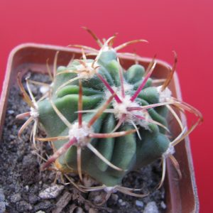 Ferocactus latispinus rubrispinus