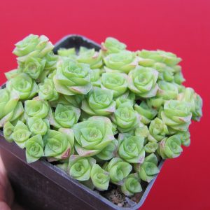 Crassula socialis