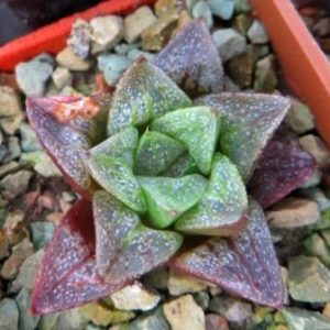haworthia hybrid