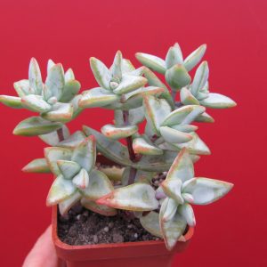 Crassula perforata