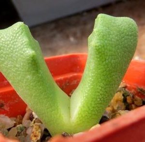 odontophorus primulinus ПАР
