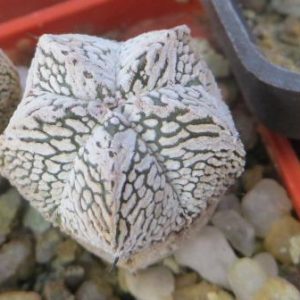 astrophytum onzuka v type