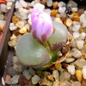 conophytum praesectum