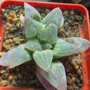 haworthia pygmaea blue