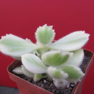 Cotyledon tomentosa variegata