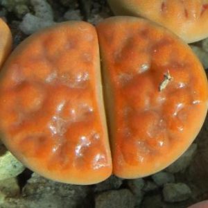 lithops karasmontana red