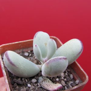 Cotyledon orbiculata Oophylla