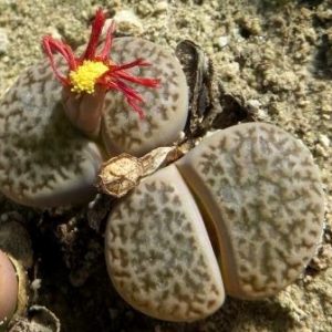 1616.34 MG lithops hookeri dabneri c 301