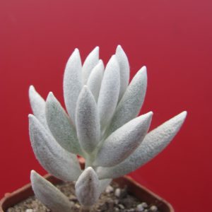 Senecio haworthioides