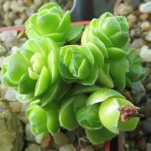crassula emerald