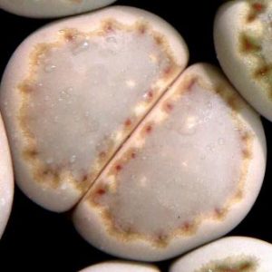 lithops julii milky window