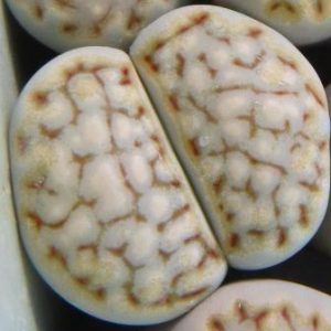 lithops julii fulleri