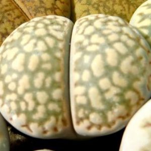 lithops julii fulleri