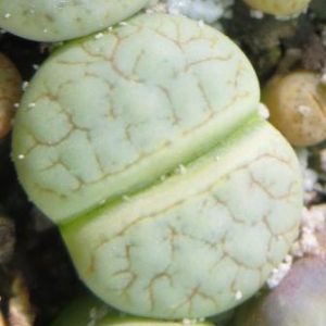 ithops pseudotruncatella ssp. dendritica farinosa c 245