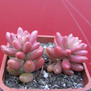 Sedum Aurora