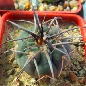gymnocalycium spegazzinii var. horizonthalonius