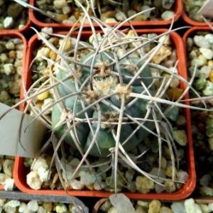 gymnocalycium cardenasianum