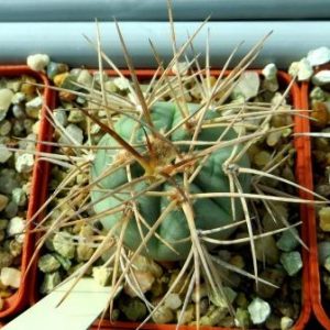 gymnocalycium cardenasianum