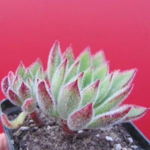 Echeveria Set Oliver