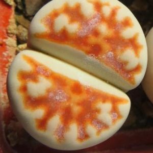 lithops karasmontana summitatum
