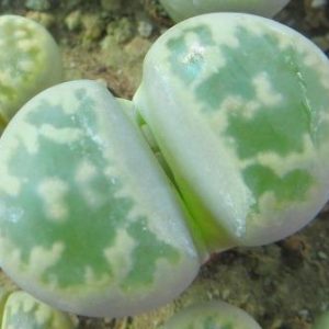 1625.7 MG lithops karasmontana bella c 285