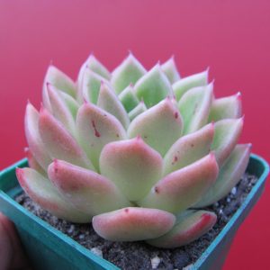 Echeveria Gilva