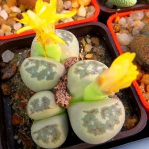lithops dorotheae