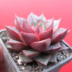 Echeveria purpusorum Red     ( hybrid   Lipskiy )