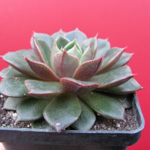 Echeveria *Yamatomini*