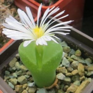 conophytum longum
