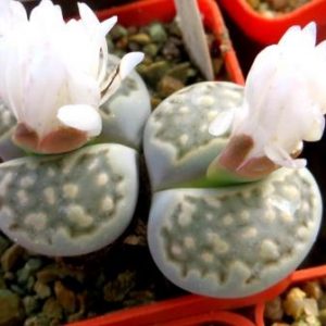 1596.9 MG lithops halii Klipunt