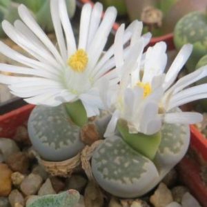 1706 MG Lithops salicola (C34)
