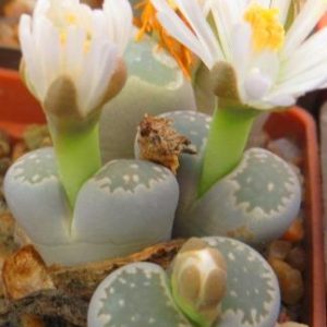 1706 MG Lithops salicola (C34)