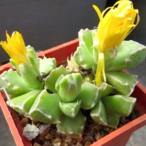 faucaria felina