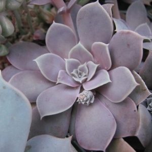 Echeveria diffractens