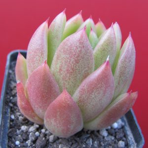 Echeveria Frank Reinelt