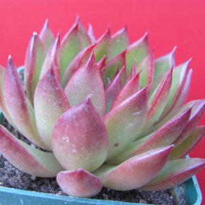 Echeveria agavoides Cristmas