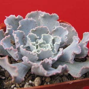 Echeveria * Curly Pearl*       (Truffles Big)