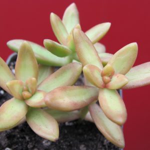 Sedum nussbaumerianum