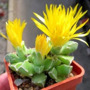 faucaria felina