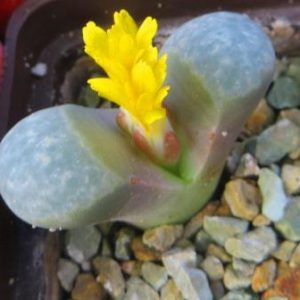 lithops helmutii