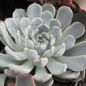 Echeveria zaragoza   hybr.