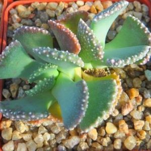aloinopsis malherbei