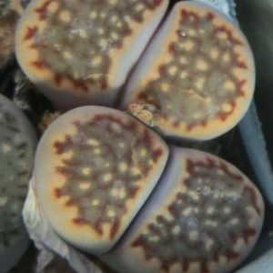 1609 MG lithops hallii salicola reticulata