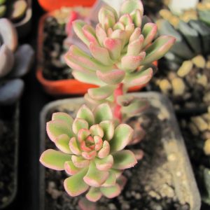 Sedum  * Joyce Tulloch *  variegata