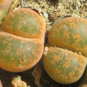 1649 lithops lesliei minor witblume C 6 A