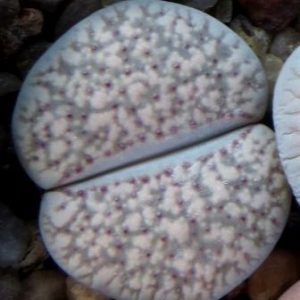 lithops verruculosa glabra