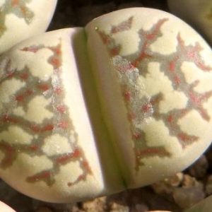 Lithops dorotheae ‘zorro’,